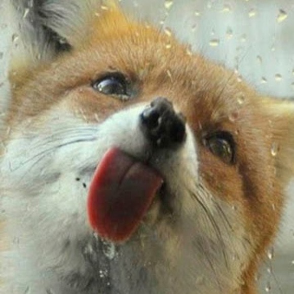 Meet your Posher, Gisele - Picture 1 of 1